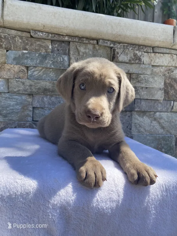Buddy (green collar) silver lab  – Labrador Retriever puppy for sale in Oroville, CA