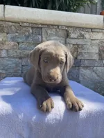 Buddy (green collar) silver lab , a male Labrador Retriever for sale in Oroville, CA – 2 of 10