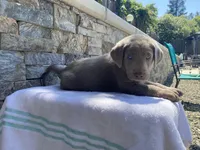 Buddy (green collar) silver lab , a male Labrador Retriever for sale in Oroville, CA – 4 of 10