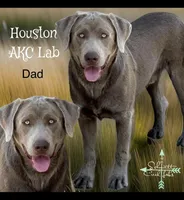 Buddy (green collar) silver lab , a male Labrador Retriever for sale in Oroville, CA – 9 of 10