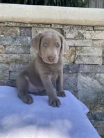 Buddy (green collar) silver lab , a male Labrador Retriever for sale in Oroville, CA – 5 of 10