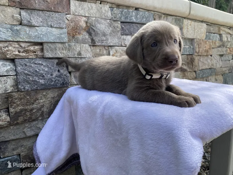 Reba (white collar) silver lab – Labrador Retriever puppy for sale in Oroville, CA