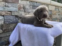 Reba (white collar) silver lab, a female Labrador Retriever for sale in Oroville, CA – Photo 1 of 6