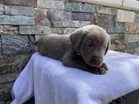 Reba (white collar) silver lab, a female Labrador Retriever for sale in Oroville, CA – Photo 2 of 6