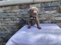 Reba (white collar) silver lab, a female Labrador Retriever for sale in Oroville, CA – Photo 6 of 6