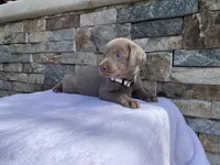 Reba (white collar) silver lab, a female Labrador Retriever for sale in Oroville, CA – Photo 5 of 6