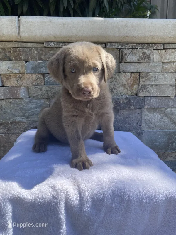 Reba (white collar) silver lab – Labrador Retriever puppy for sale in Oroville, CA