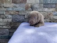 Reba (white collar) silver lab, a female Labrador Retriever for sale in Oroville, CA – Photo 4 of 6