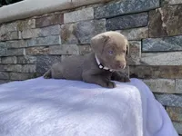 Reba (white collar) silver lab, a female Labrador Retriever for sale in Oroville, CA – Photo 3 of 6