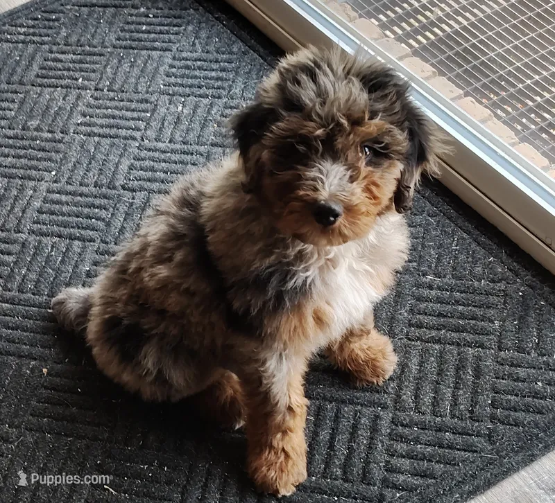 Briar, a male Aussiedoodle for sale in Springfield, MO – 1 of 9