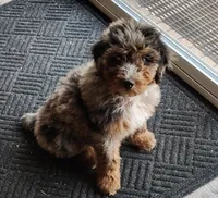 Briar, a male Aussiedoodle for sale in Springfield, MO – 1 of 9