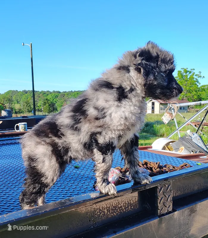 Sadie  – Australian Shepherd puppy for sale in Birch Tree, MO