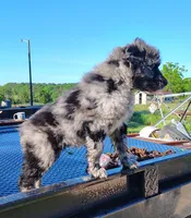 Sadie , a female Australian Shepherd for sale in Birch Tree, MO – 1 of 4