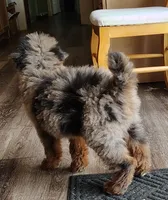 Briar, a male Aussiedoodle for sale in Springfield, MO – 7 of 9