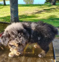 Ash, a male Aussiedoodle for sale in Birch Tree, MO – 2 of 2
