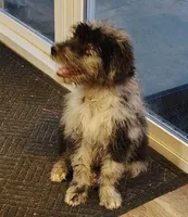 Sadie , a female Aussiedoodle for sale in Springfield, MO – 9 of 10