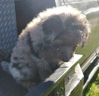 Briar, a male Aussiedoodle for sale in Birch Tree, MO – 2 of 6