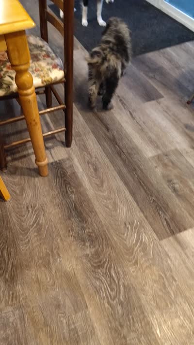 Sadie , a female Aussiedoodle for sale in Springfield, MO – 10 of 10