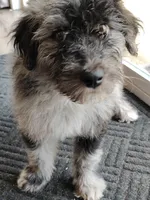 Sadie , a female Australian Shepherd for sale in Springfield, MO – 5 of 8