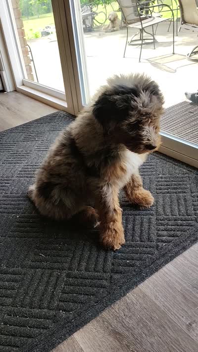 Briar, a male Aussiedoodle for sale in Springfield, MO – 8 of 9