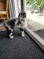 Sadie , a female Australian Shepherd for sale in Springfield, MO – 8 of 8
