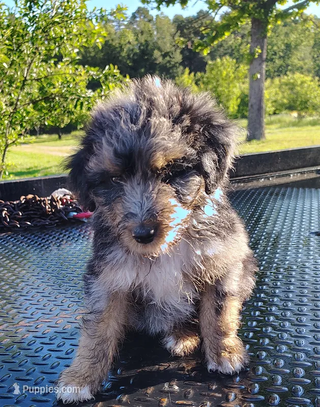 Ash – Aussiedoodle puppy for sale in Birch Tree, MO