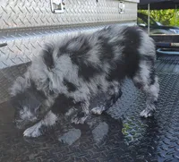 Sadie , a female Australian Shepherd for sale in Birch Tree, MO – 3 of 4