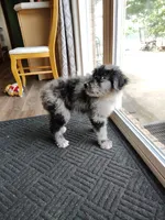 Sadie , a female Australian Shepherd for sale in Springfield, MO – 7 of 8