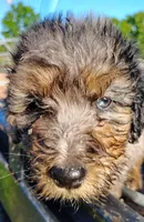 Briar, a male Aussiedoodle for sale in Birch Tree, MO – 5 of 6