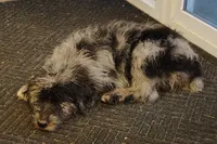 Sadie , a female Aussiedoodle for sale in Springfield, MO – 8 of 10