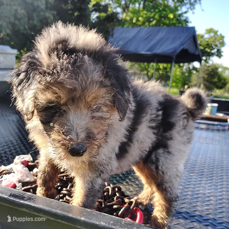Briar – Aussiedoodle puppy for sale in Birch Tree, MO