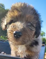 Briar, a male Aussiedoodle for sale in Birch Tree, MO – 4 of 6