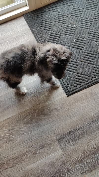 Sadie , a female Australian Shepherd for sale in Springfield, MO – 6 of 8