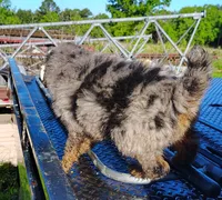 Briar, a male Aussiedoodle for sale in Birch Tree, MO – 3 of 6
