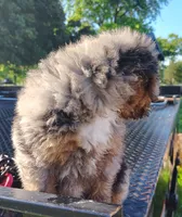 Briar, a male Aussiedoodle for sale in Birch Tree, MO – 6 of 6