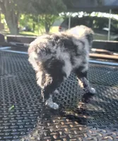 Sadie , a female Australian Shepherd for sale in Birch Tree, MO – 2 of 4