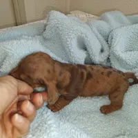 Princess , a female Miniature Dachshund for sale in Yucaipa (City of), CA – 2 of 9