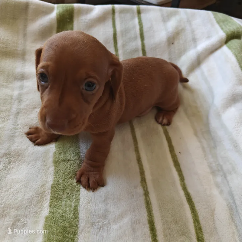 Honey Red nose  – Miniature Dachshund puppy for sale in Yucaipa (City of), CA