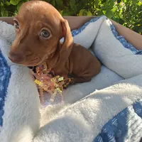 Penny  Red Dappled , a female Miniature Dachshund for sale in Yucaipa (City of), CA – 2 of 6