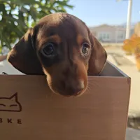 Heidi  Chocolate and tan miniature Dachshund girl , a female Miniature Dachshund for sale in Yucaipa (City of), CA – 1 of 7