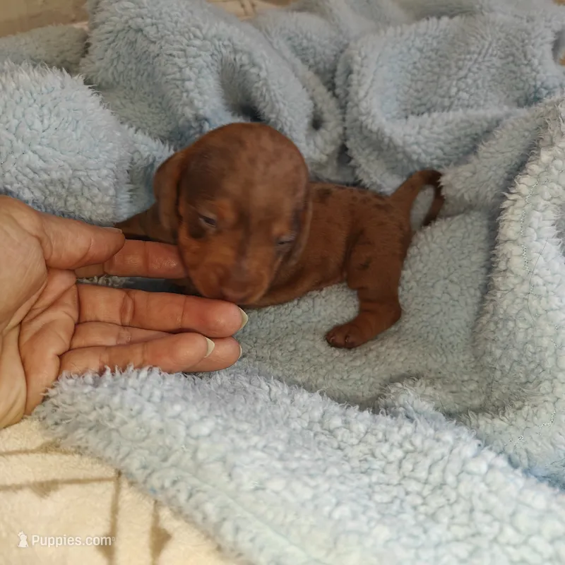 Princess  – Miniature Dachshund puppy for sale in Redlands, CA