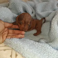Princess , a female Miniature Dachshund for sale in Yucaipa (City of), CA – 4 of 9