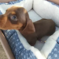 Heidi  Chocolate and tan miniature Dachshund girl , a female Miniature Dachshund for sale in Yucaipa (City of), CA – 6 of 7