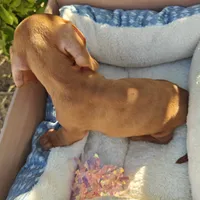 Charlie  Double red short hair , a male Miniature Dachshund for sale in Yucaipa (City of), CA – 5 of 7