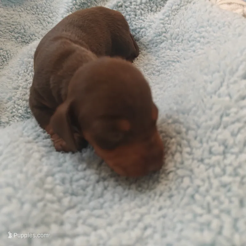 Isabella  – Miniature Dachshund puppy for sale in Redlands, CA