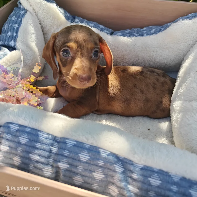 Princess  – Miniature Dachshund puppy for sale in Yucaipa (City of), CA