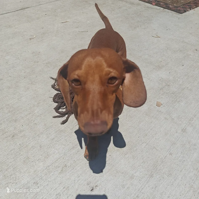 Rudolph  – Miniature Dachshund puppy for sale in Yucaipa (City of), CA