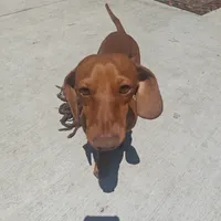 Rudolph , a male Miniature Dachshund for sale in Yucaipa (City of), CA – 1 of 2