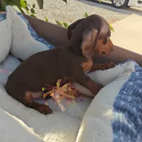 Heidi  Chocolate and tan miniature Dachshund girl , a female Miniature Dachshund for sale in Yucaipa (City of), CA – 7 of 7