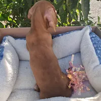 Charlie  Double red short hair , a male Miniature Dachshund for sale in Yucaipa (City of), CA – 3 of 7